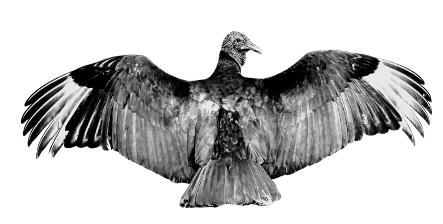 Due to the highly sociable and intelligent nature of black vultures, they are almost never scared by usual nonlethal pest control tactics, such as bright lights, loud noises, or attempting to intimidate them, which likely exacerbates the incentive to use sublethal or completely lethal force. 