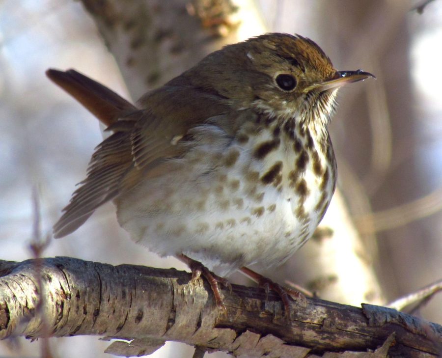 An adult hermit thrush rests on a mid-winter branch with its down feathers fluffed out in order to regulate heat. In the United States, hermit thrushes don’t migrate during the winter, and are one of the only species of thrush that do so. Thrushes of all kinds are some of the most common migratory birds, and are consequently some of the most negatively affected by artificial lights.